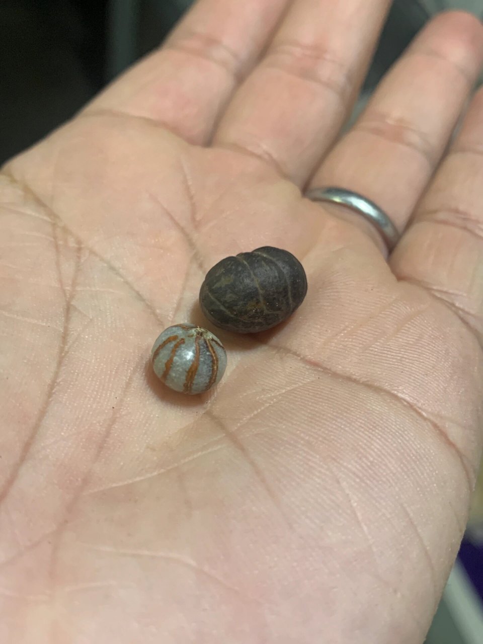 棕榈科鱼尾葵的种子,晚上回去磨来看看!