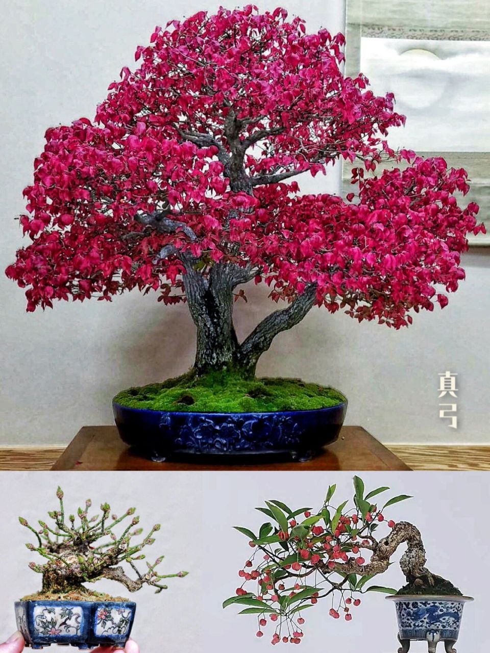 如果说枫树在秋季是绝对的c位,那真弓算是沧海遗珠,本该是c位中的c位