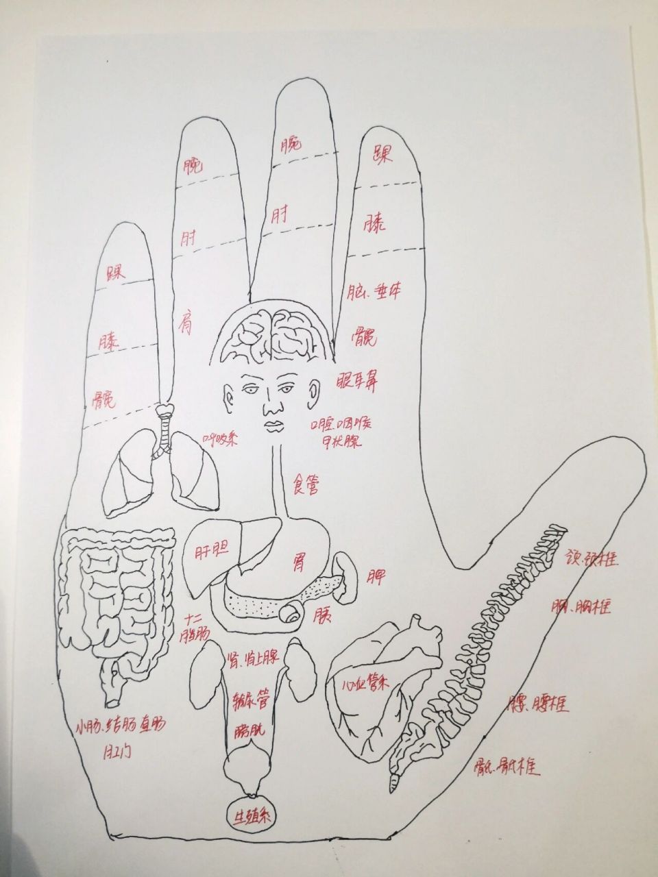 手掌全息图 手掌对应全身的各个脏腑器官