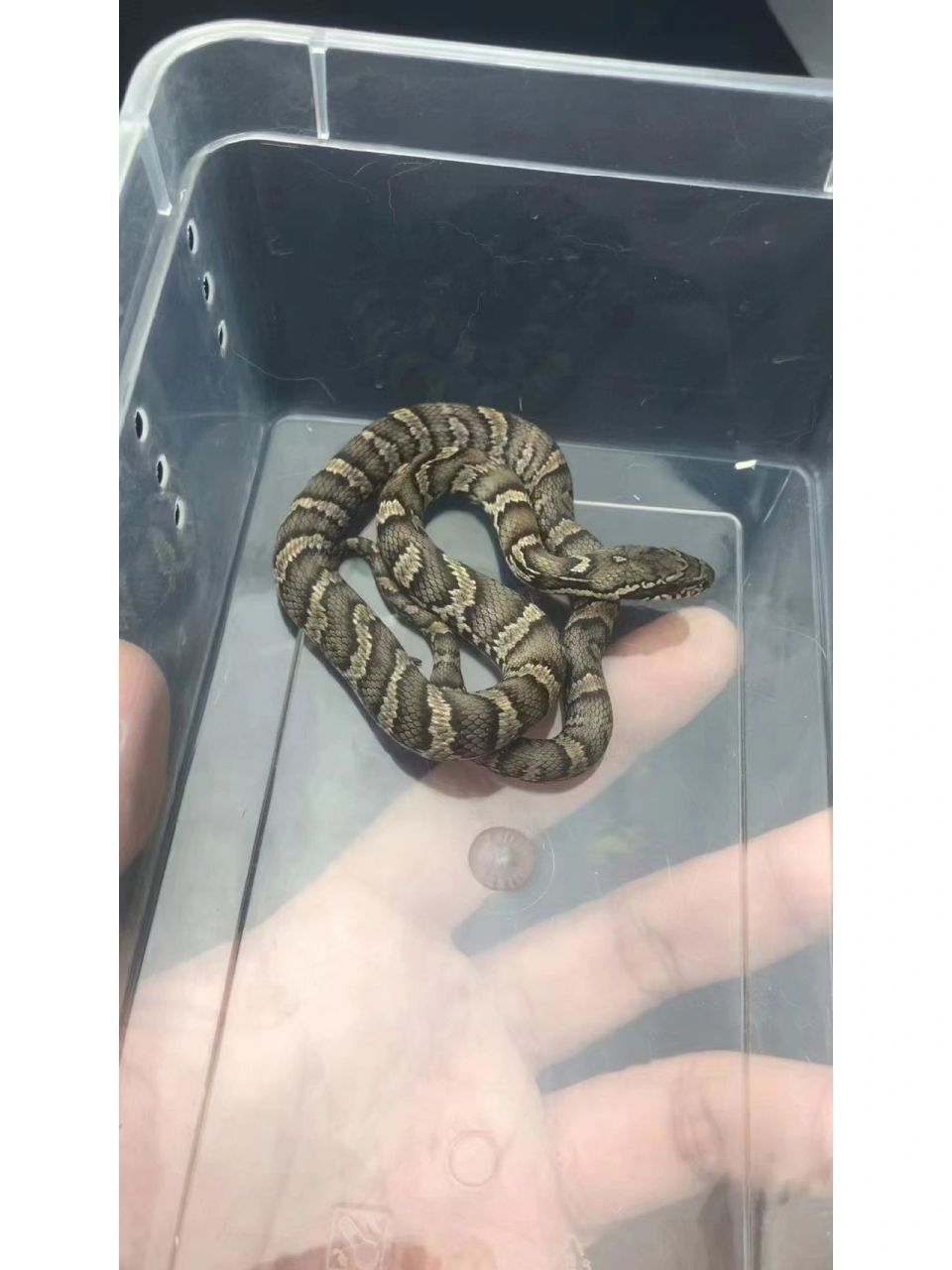 棕黑锦蛇 棕黑是最适合新手养的品种了,它已优越的耐造能力从而出众