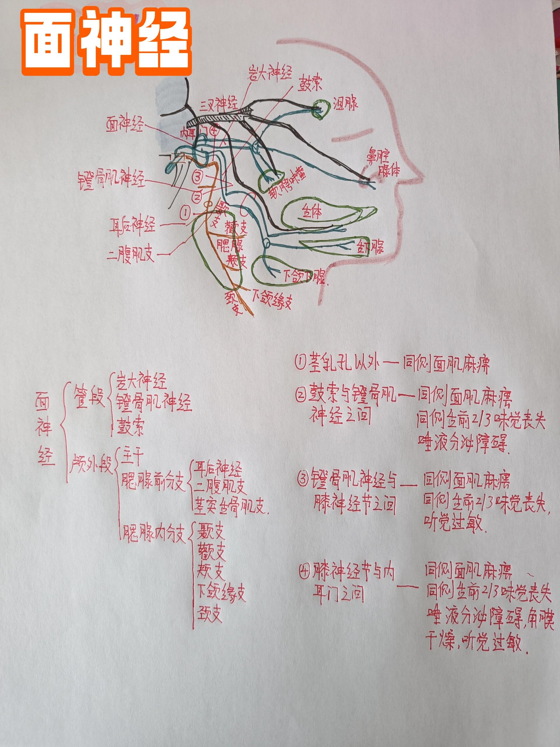 面神经走向解剖图图片