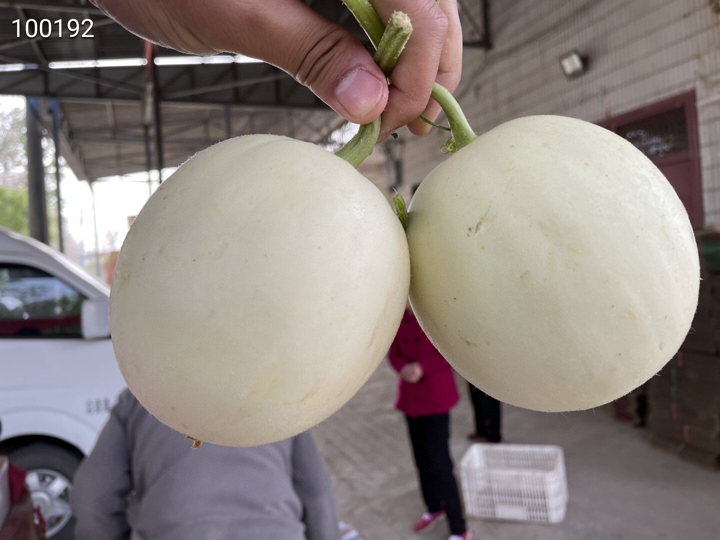 97新品陕西阎良甜瓜(白皮白肉小籽) 阎良甜瓜正式上市,果肉细腻,脆