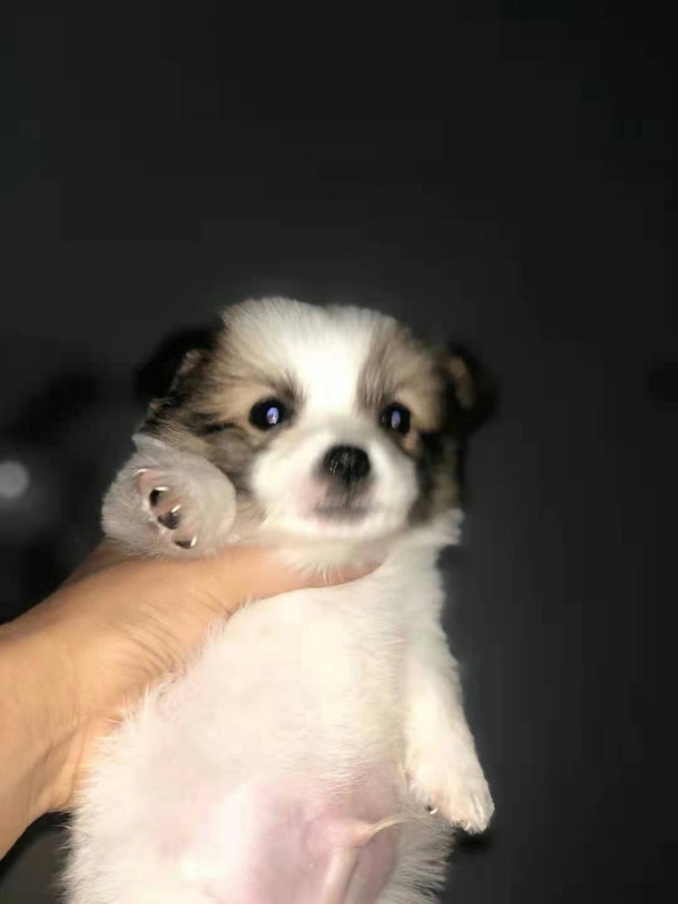 0520-03    柯基跟蝴蝶犬的串串    两个月     公狗    已驱虫   未