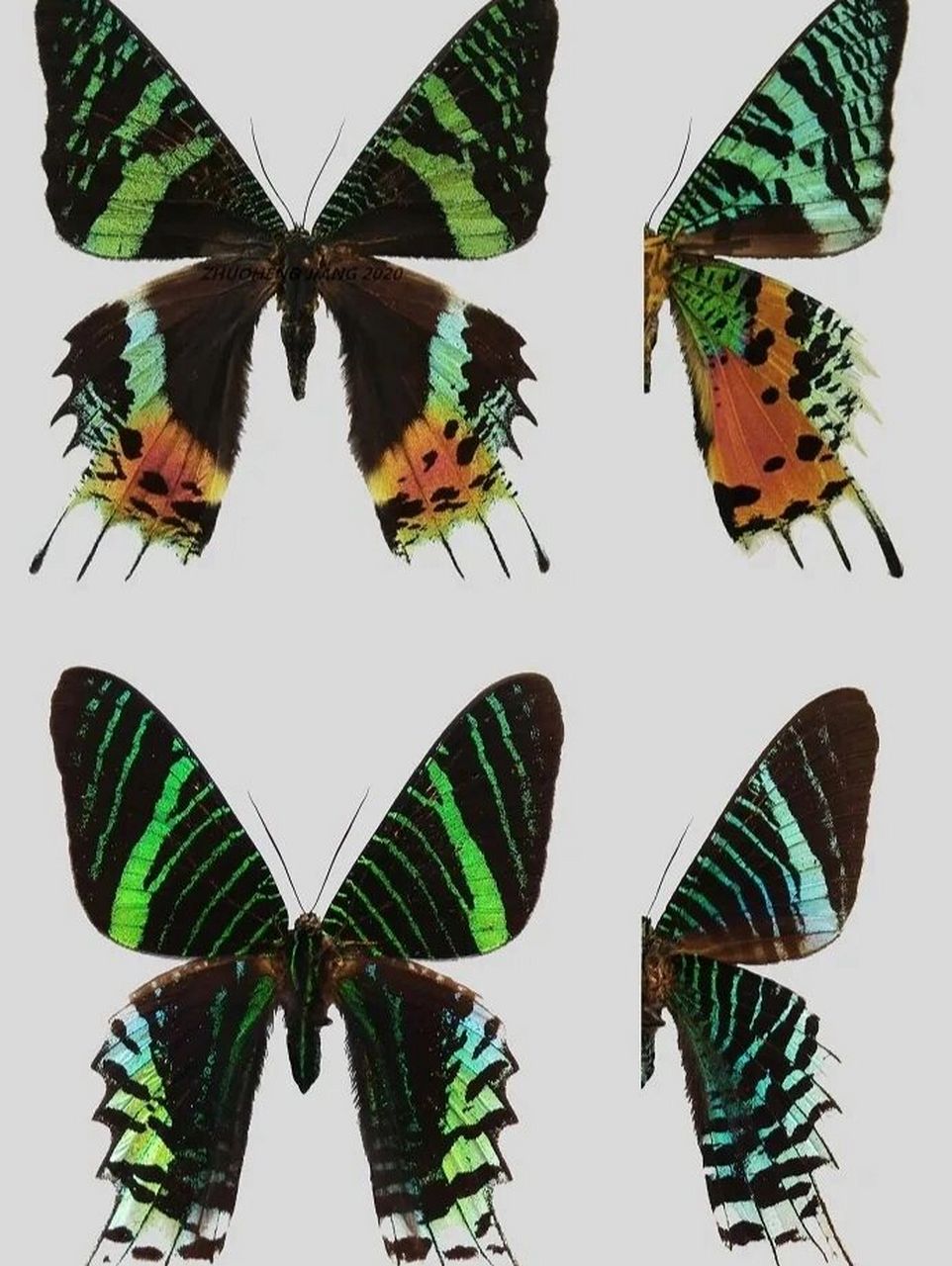 隶属于燕蛾科uraniidae,金燕蛾属chrysiridia的马达加斯加金燕蛾chrys