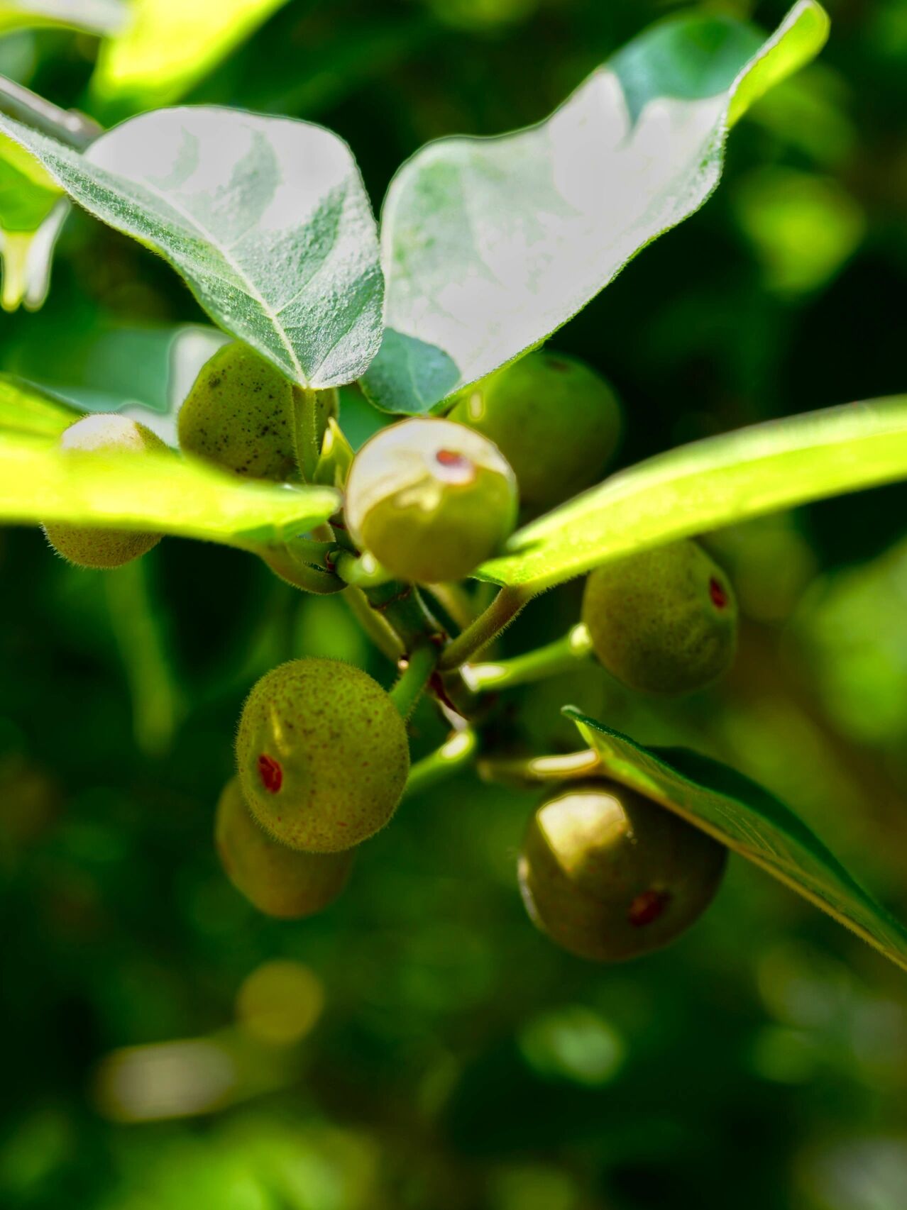 矮小天仙果|牛奶子树 矮小天仙果,别名牛奶子树,天仙果.