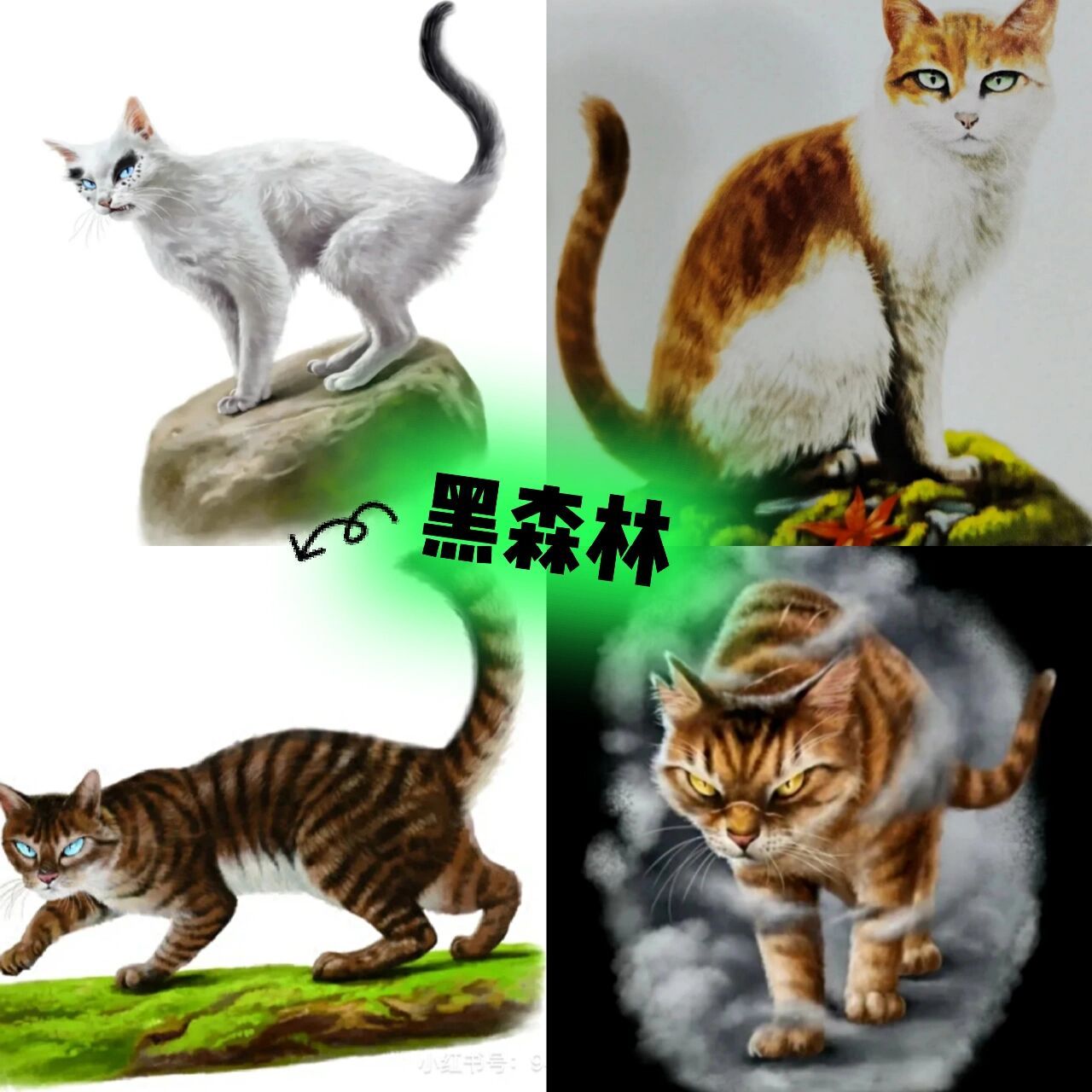 猫武士猫的图片和名字图片