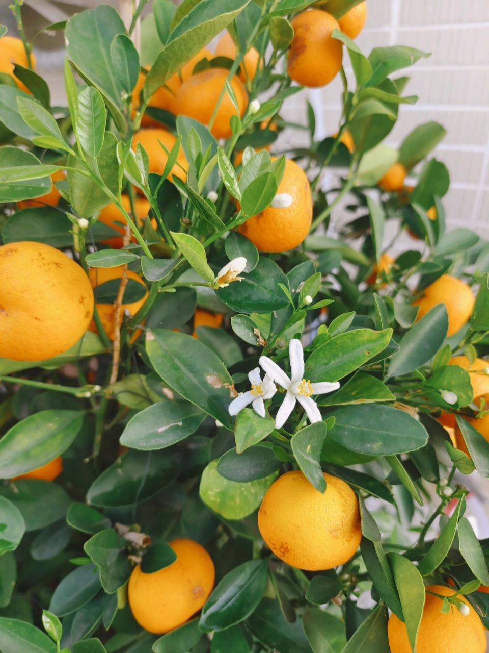 桔子树开花啦!
