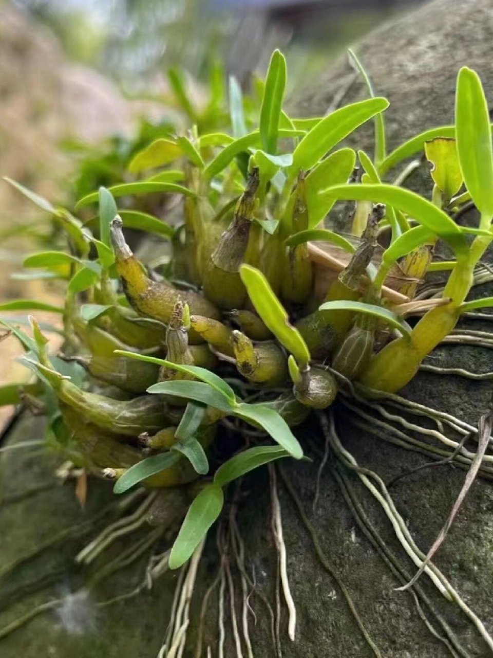 石头上的石斛种植图片图片