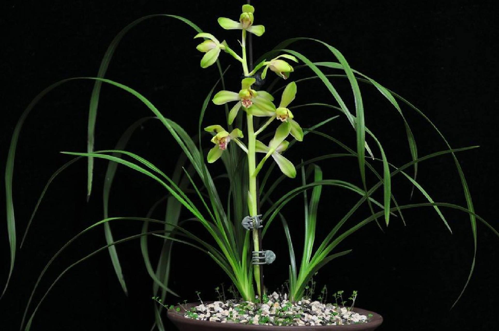 蕙兰老八种 大一品 大一品:蕙兰绿壳类大荷花形水仙瓣,乾隆末年产自