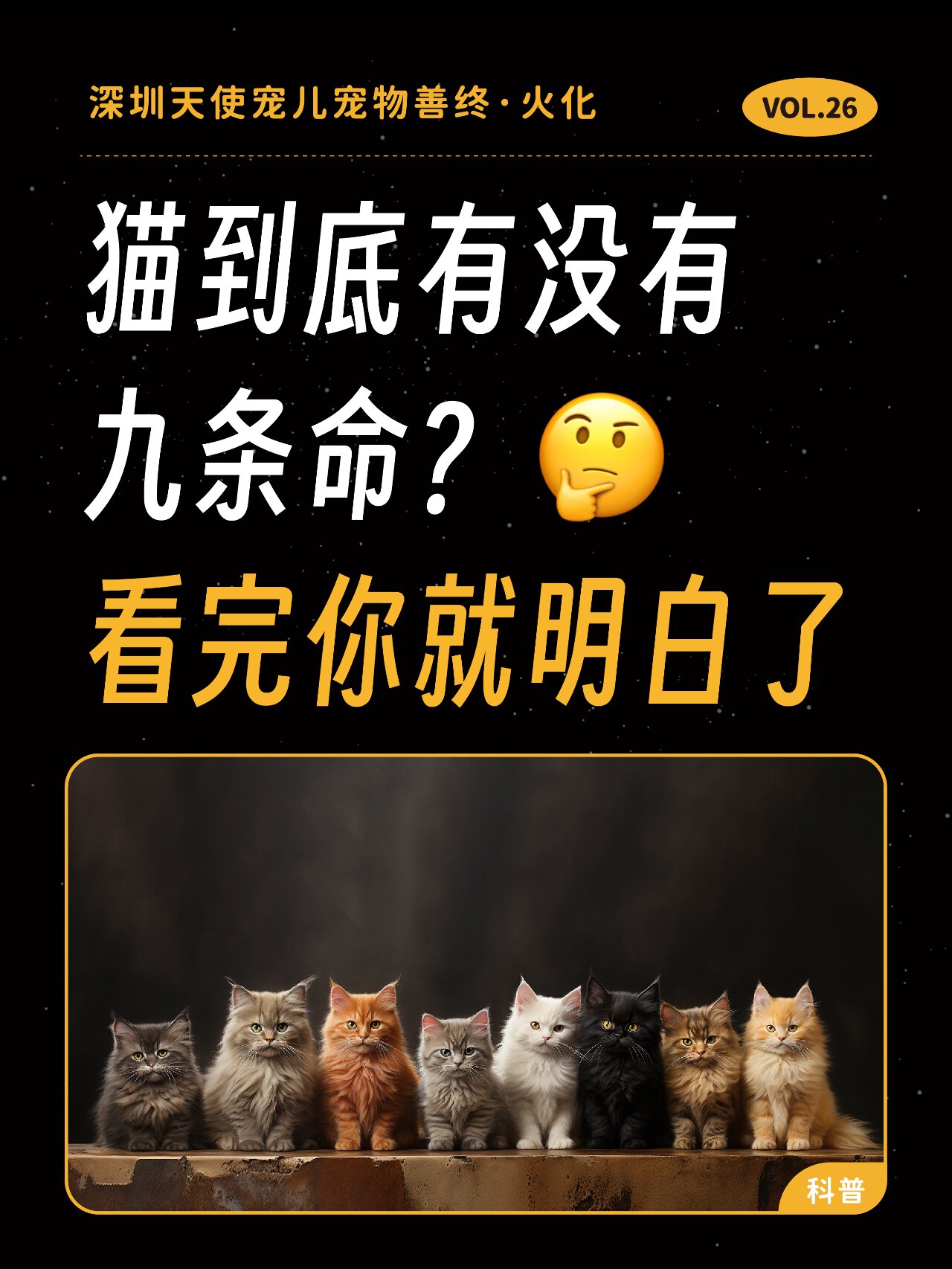 猫到底有没有"九条命"04看完你就明白了