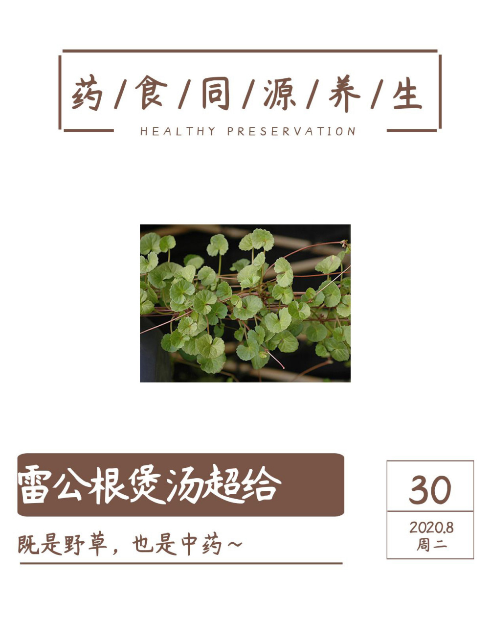 雷公根既是野草也是中药,用它煲汤超给力!