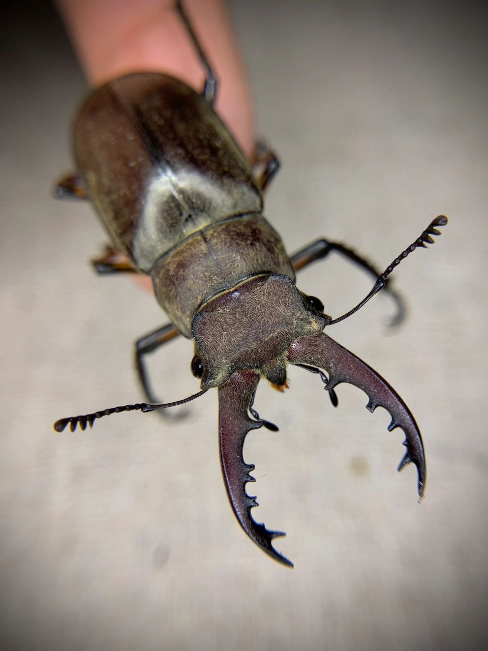 独角犀甲虫多少钱图片