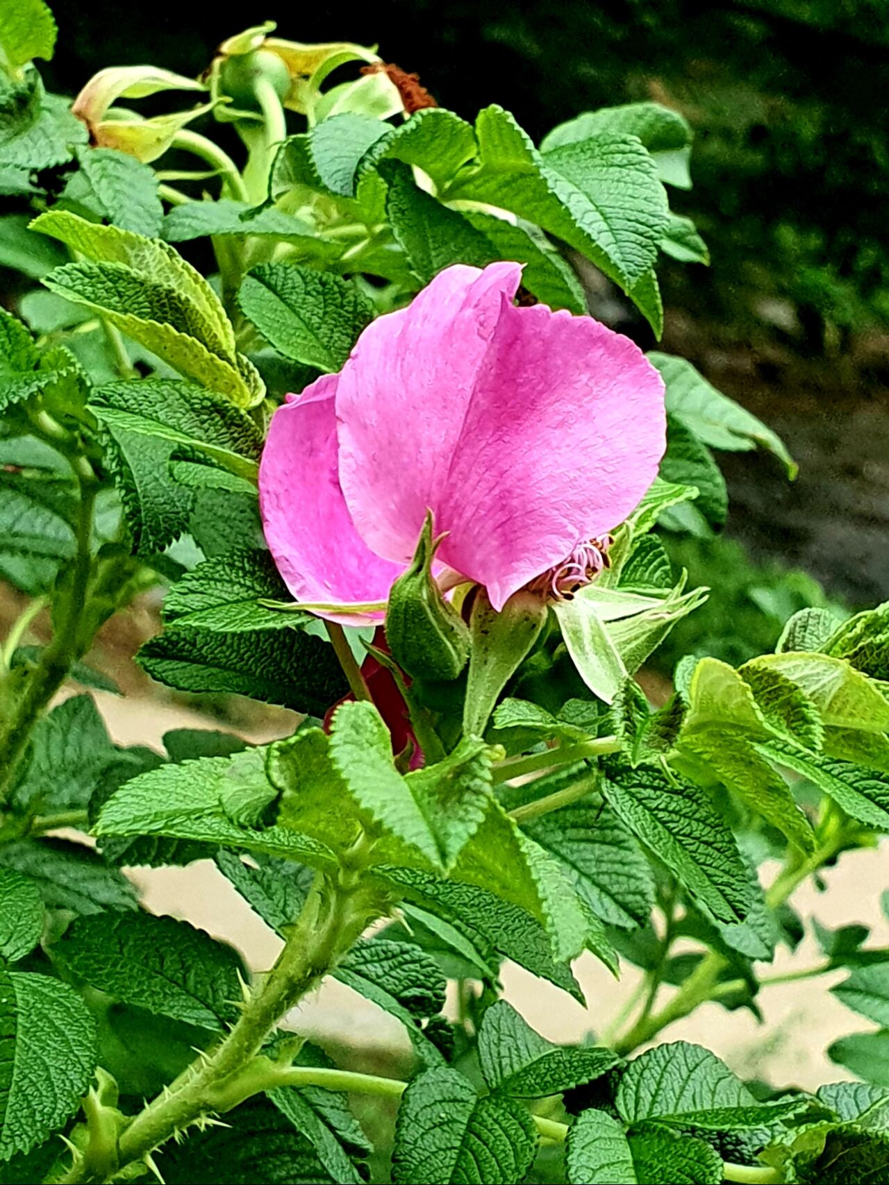 山刺玫 97别名刺玫,刺玫果.