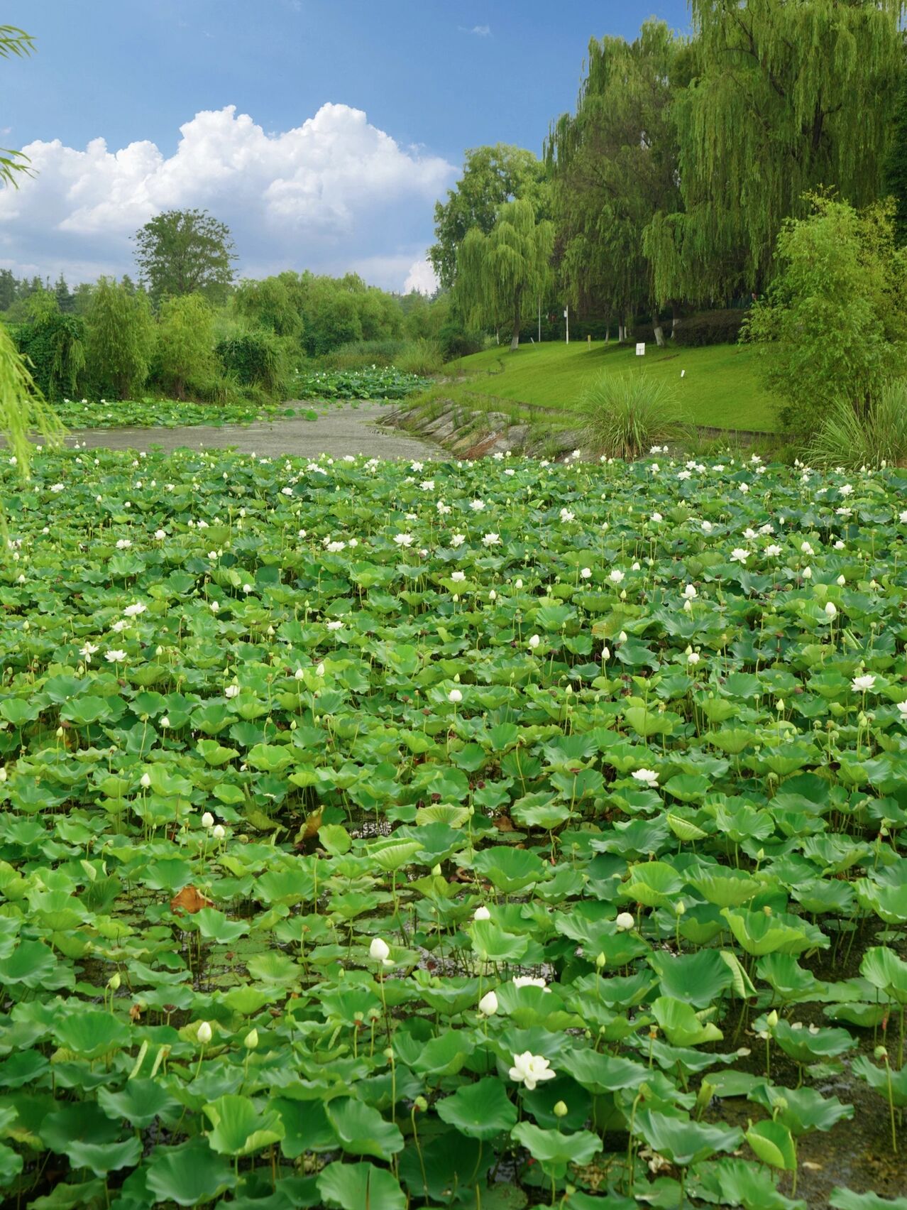 村庄近处荷塘蝉鸣唯美照片白荷花塘卡通图片荷花塘全景图片成片莲花图
