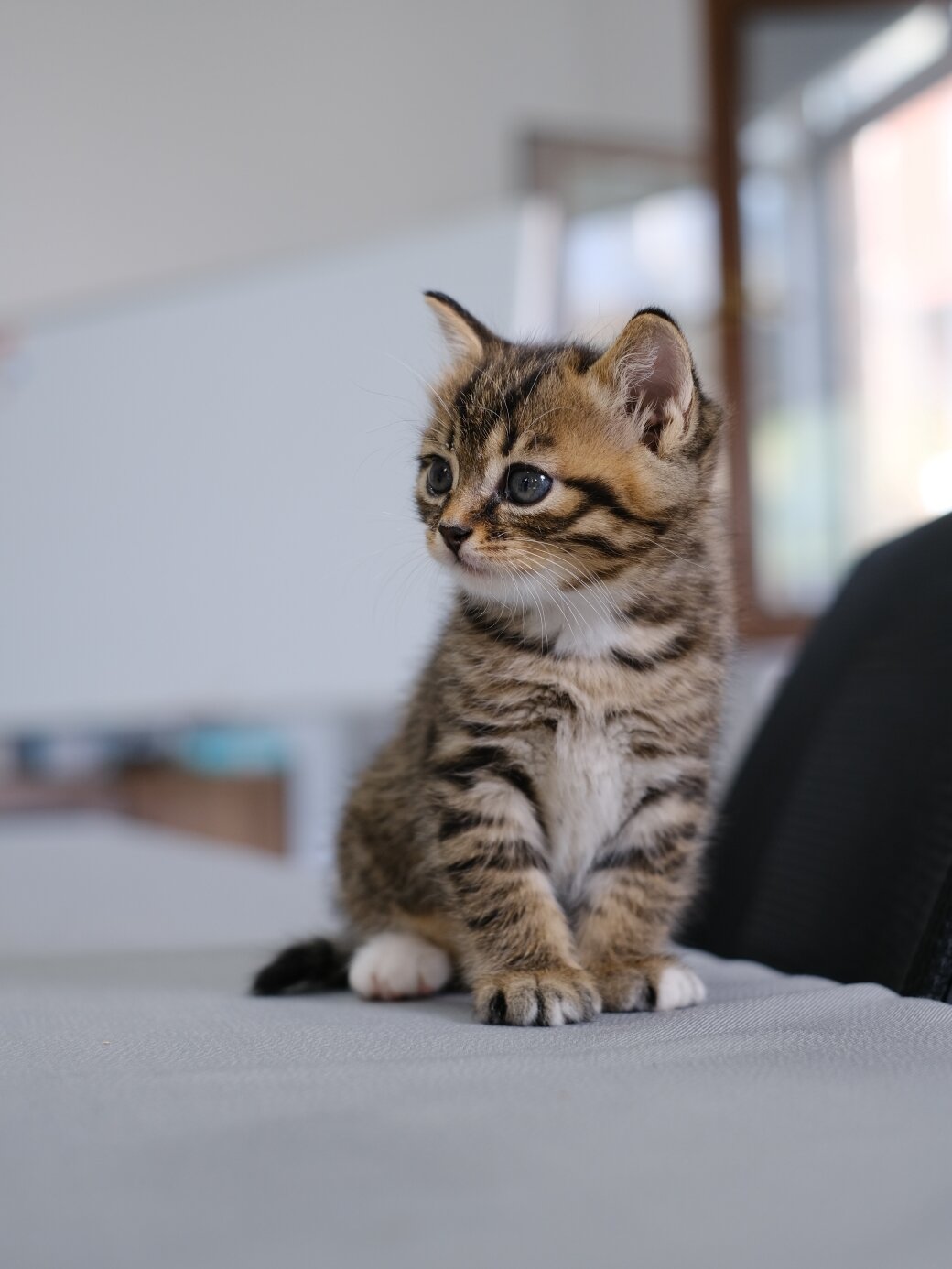 狸花猫受外国人欢迎不是没有原因的