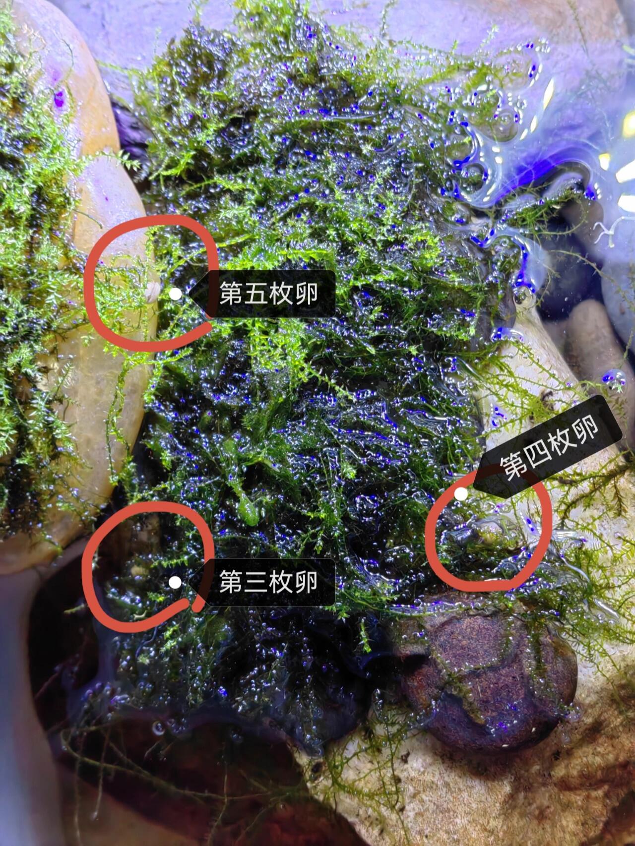 出门三天后,又发现了三枚卵… 五一出门三天,回家第