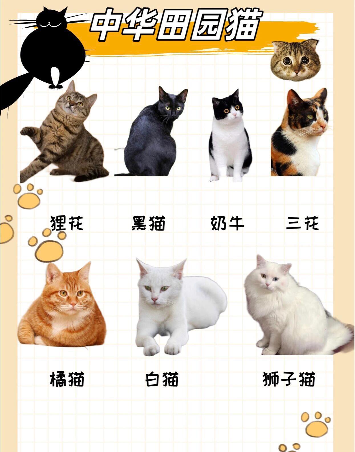 新手养猫|25种猫咪品种大全