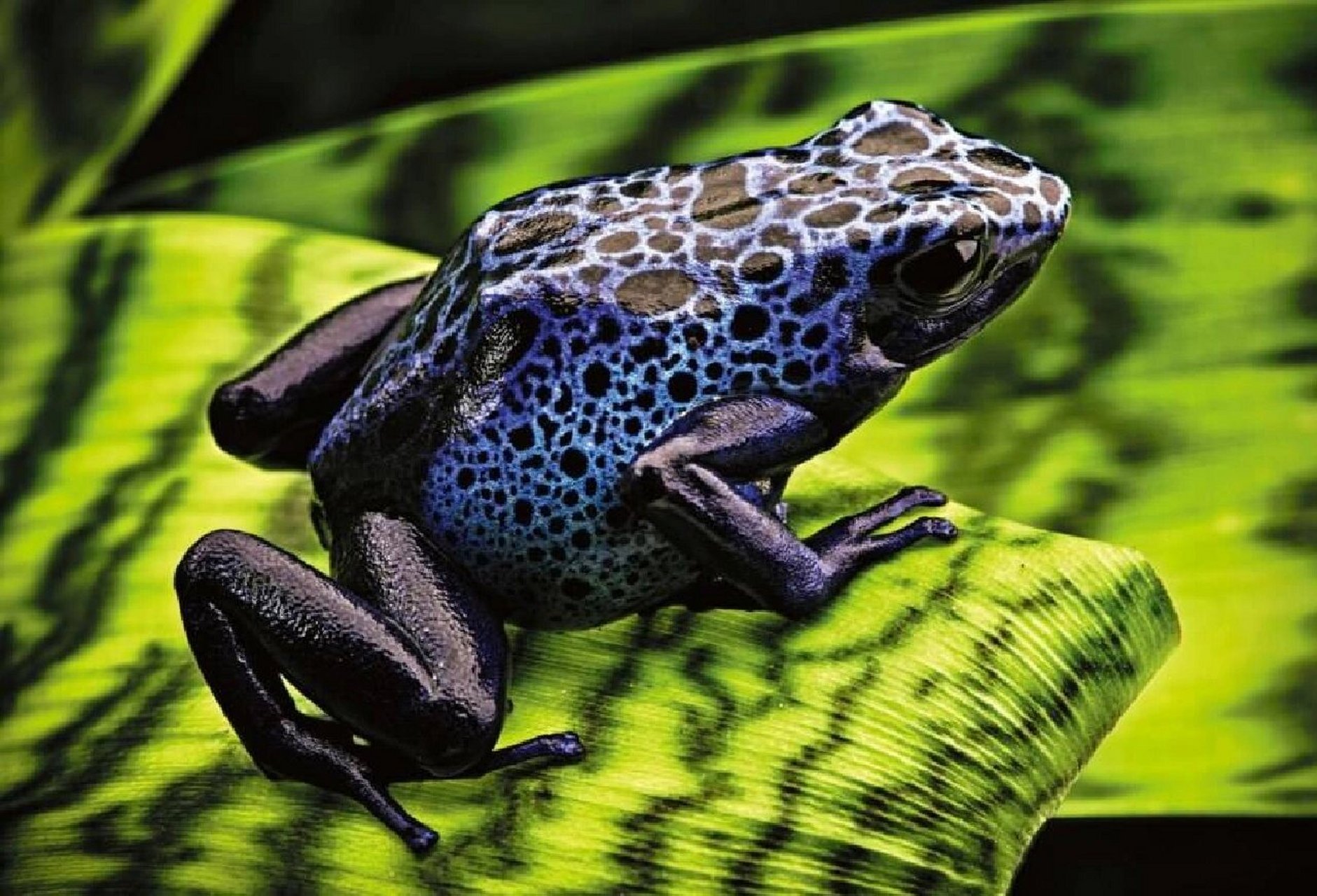 箭毒蛙 箭毒蛙科大约有200多种,它们的颜色和花纹各不相同:有蓝色