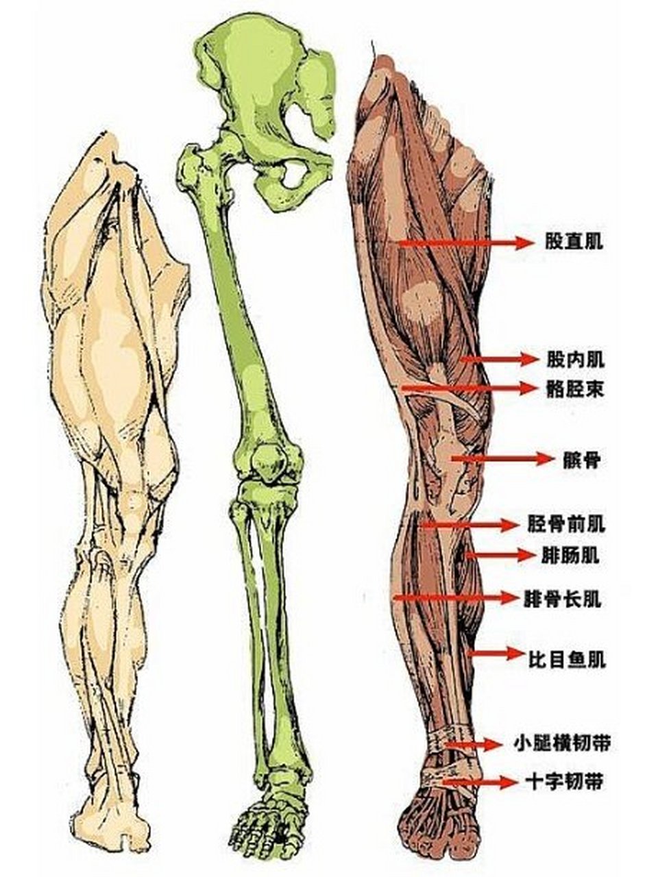 【人体结构】腿部结构