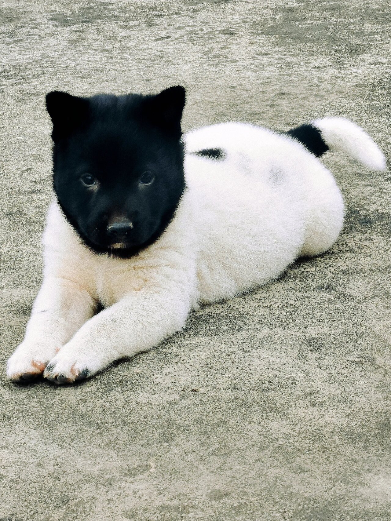 黑头白身身带印的田园犬 可能小狗狗也有自己的烦恼吧,也需要思考狗生