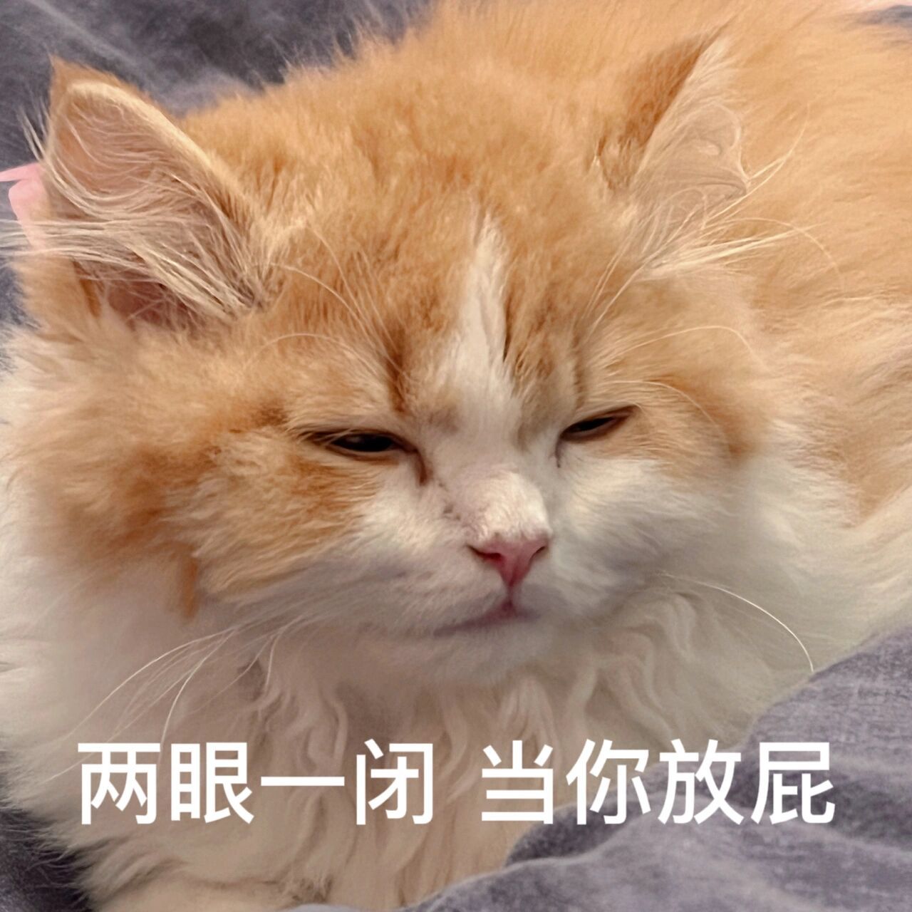 表情包第四弹~ 超凶系列~ 不知道大家喜欢什么类型的表情包呢