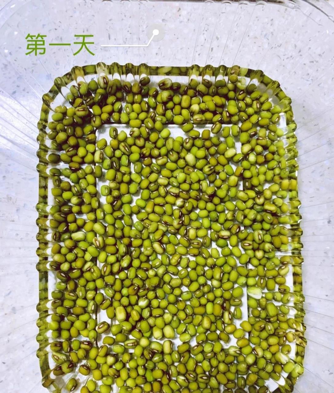 第二天豆子发芽了. 第三天绿豆芽长到1厘米长.