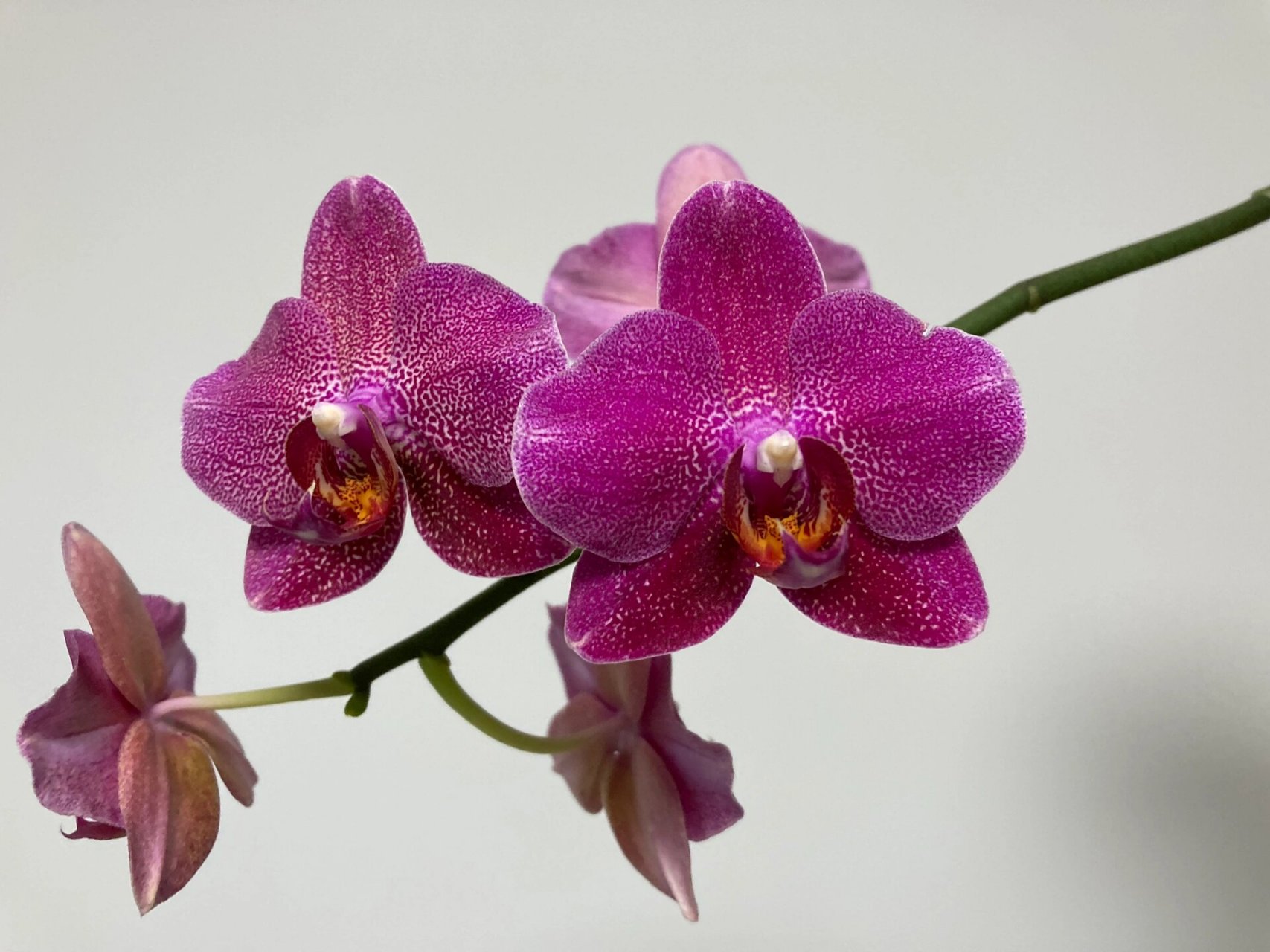 蝴蝶兰拉菲夏花欣赏