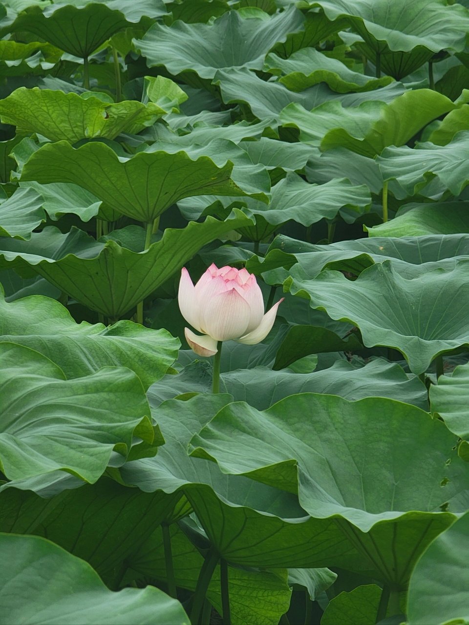 池塘荷花图片图片