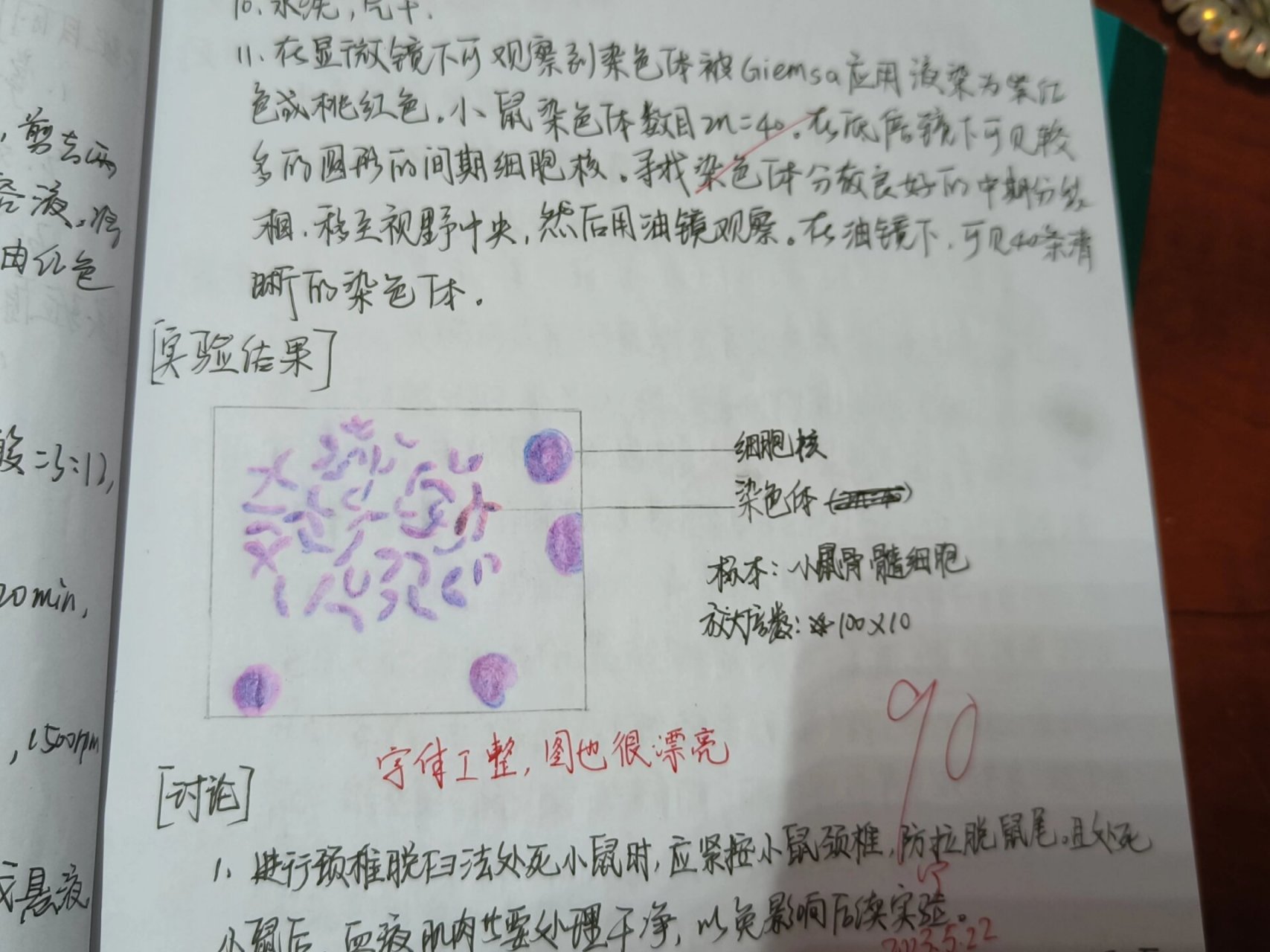 小鼠注射实验报告图片