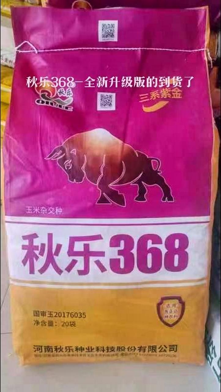 秋乐999玉米种图片