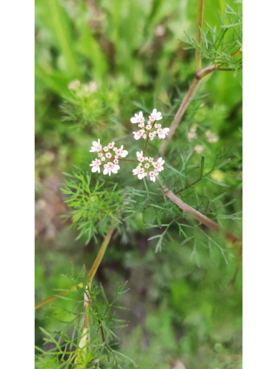 芫荽 学名:芫yan荽sui,伞形科,芫荽属.