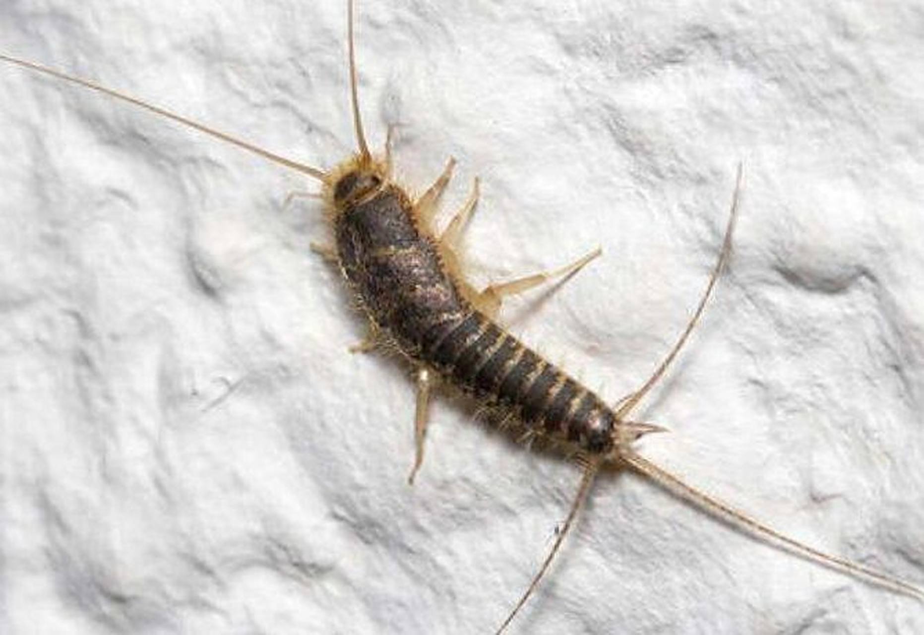 白色衣鱼虫怎么产生的 白色衣鱼虫虽然不是很常见,但是它们有时也会