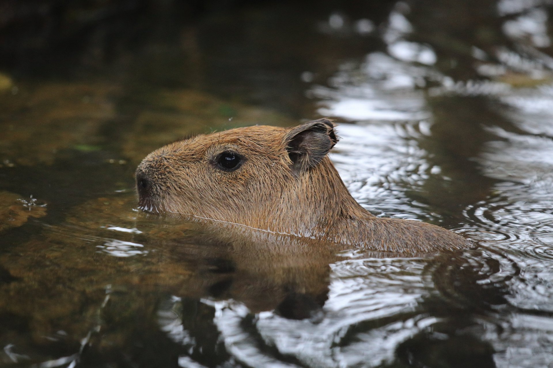 可可爱爱水豚宝宝