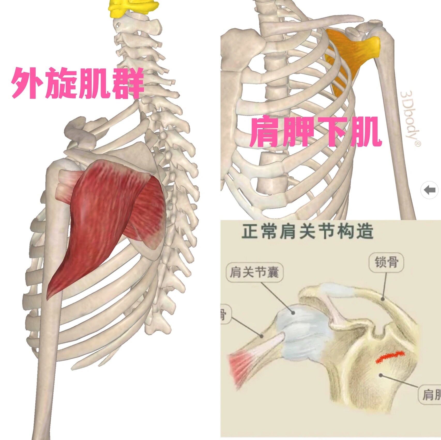 肱骨位置图图片