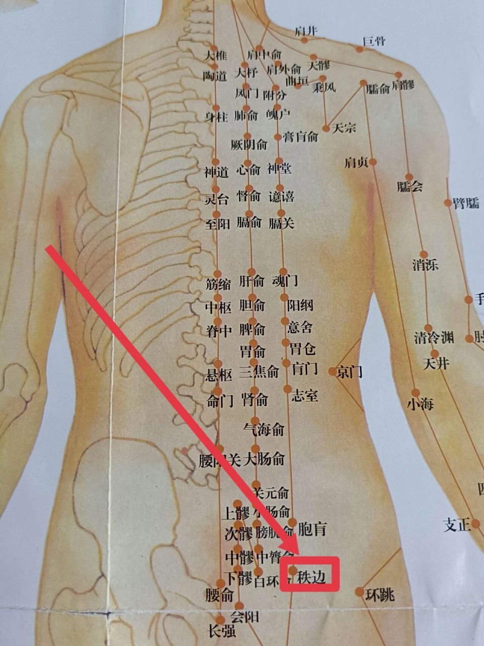 【穴名】秩边穴 【位置】位于人体的臀部,平第4骶后孔,骶正中嵴旁开3