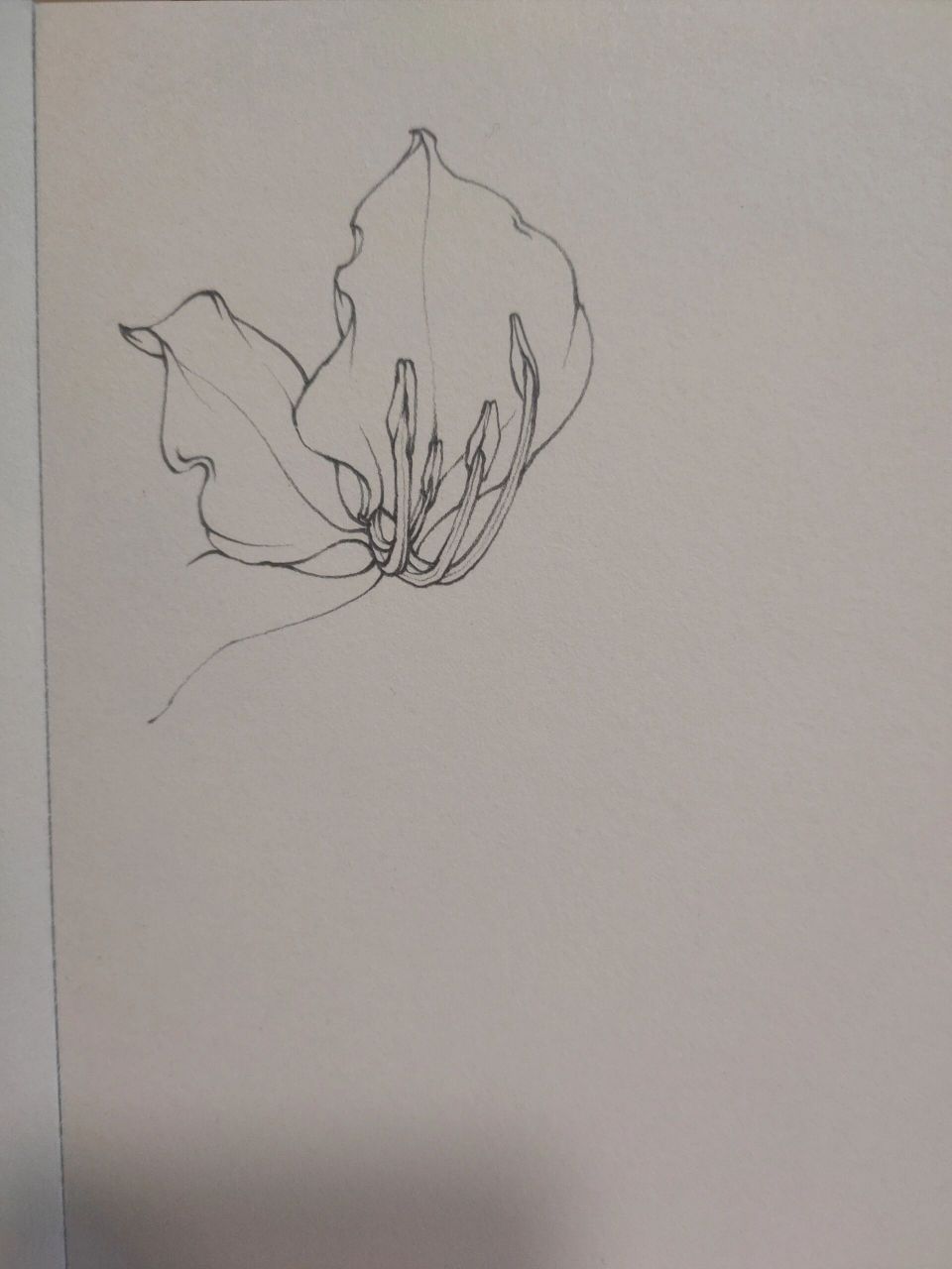 一朵白色的大花,叶子很有特点 白花洋紫荆 摄影来源:eacho 铅笔: 雄狮