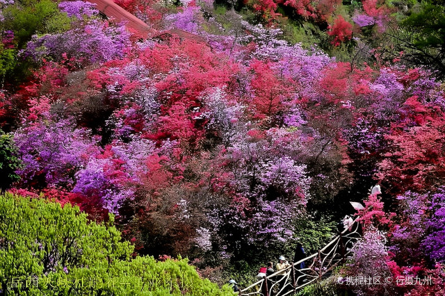 天峡杜鹃花图片