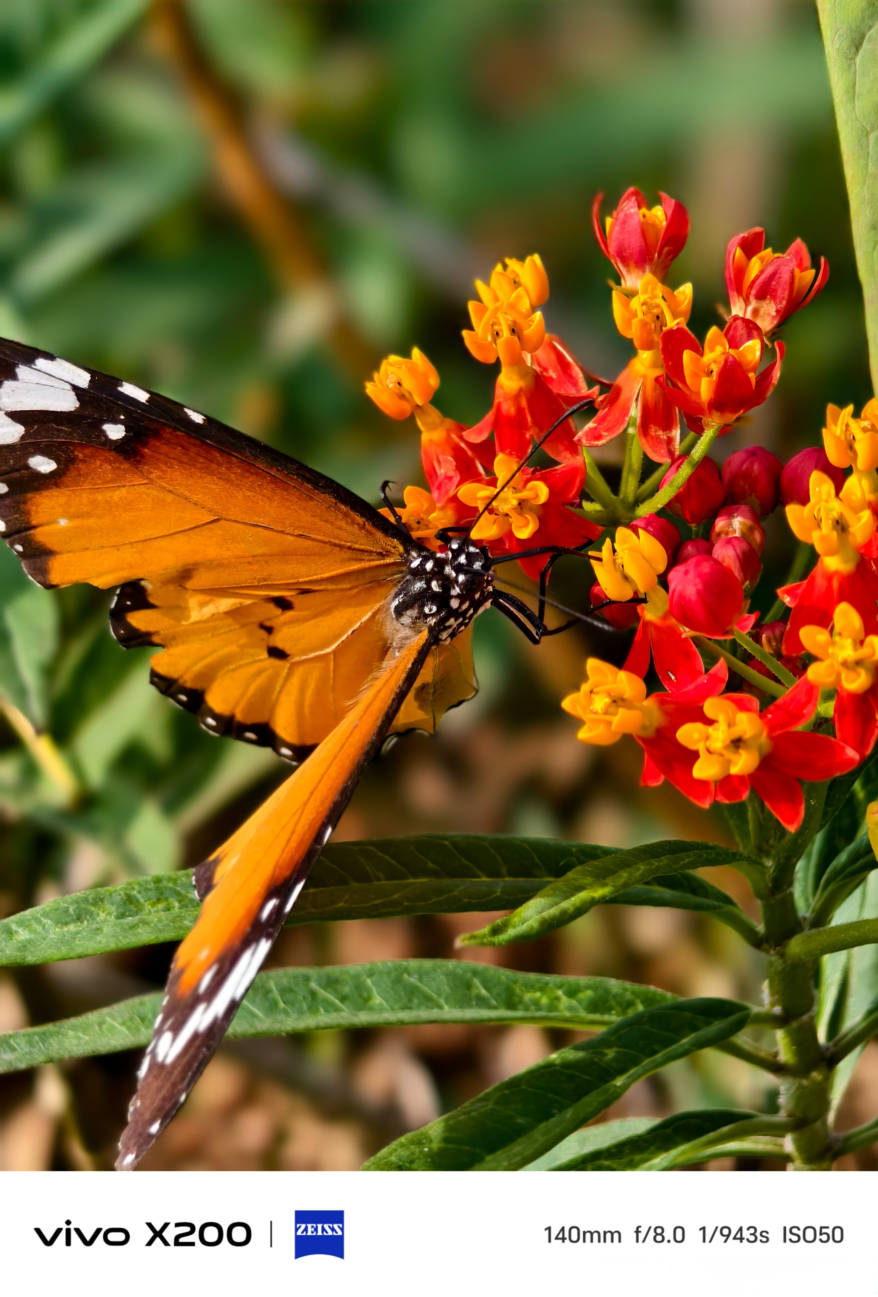 的长焦微距抓拍到了蝴蝶,不用靠的太近就可以完美抓拍到