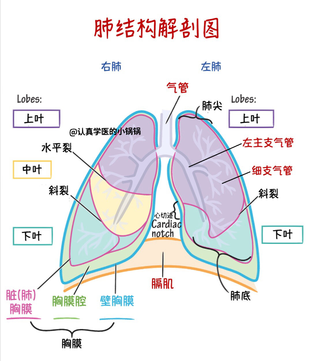 科普28 | 肺结构解剖图