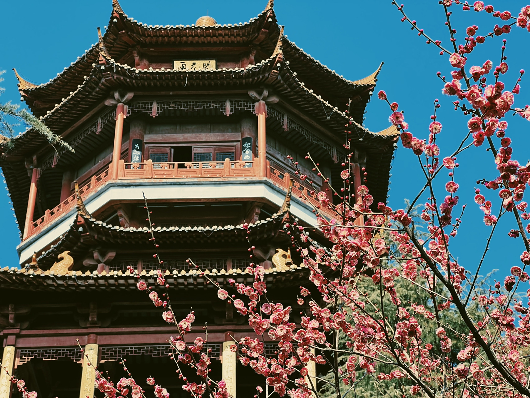 南京雨花台风景区 乘着闲暇之余来了雨花台风景区梅岗想去看看梅花,来