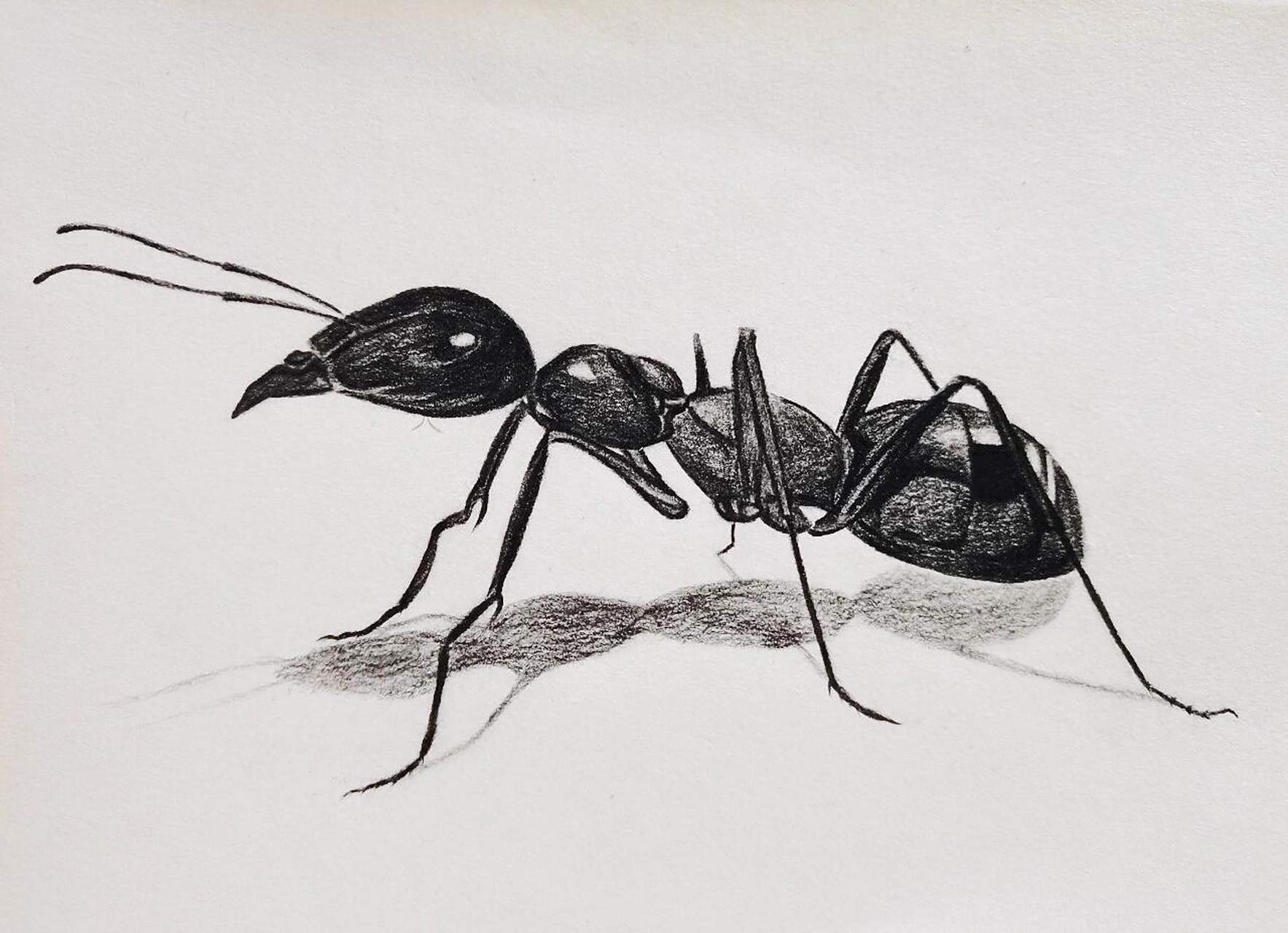 这些素描昆虫你画过几只7315                蜻蜓