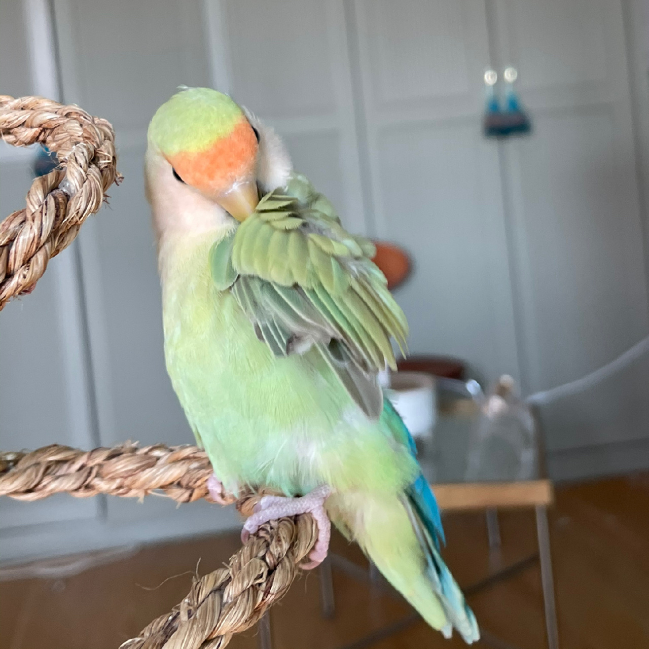 澳桂真的是牡丹鹦鹉里最漂亮的品种了!