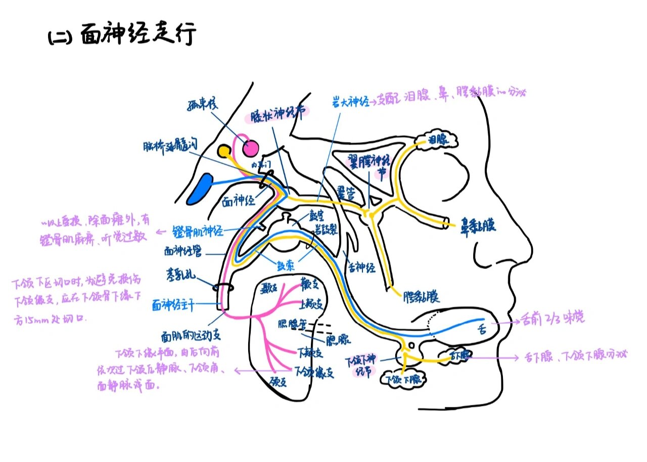 口腔麻醉神经分布图片图片