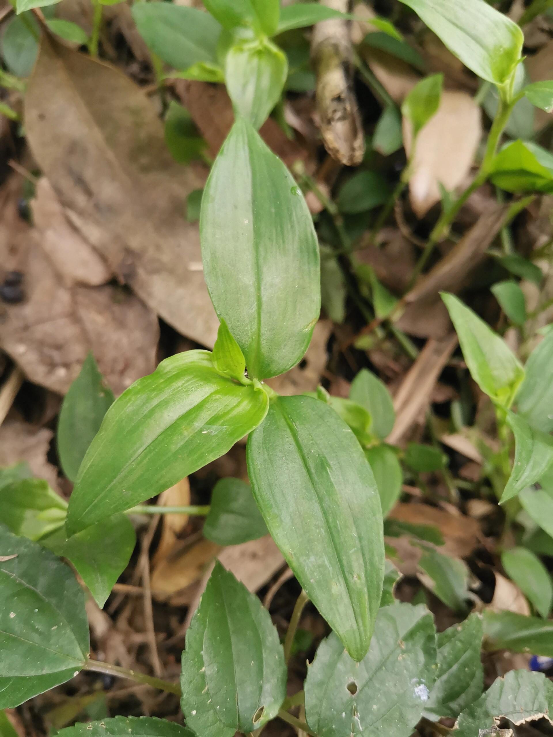 峨眉山野菜竹叶菜图片