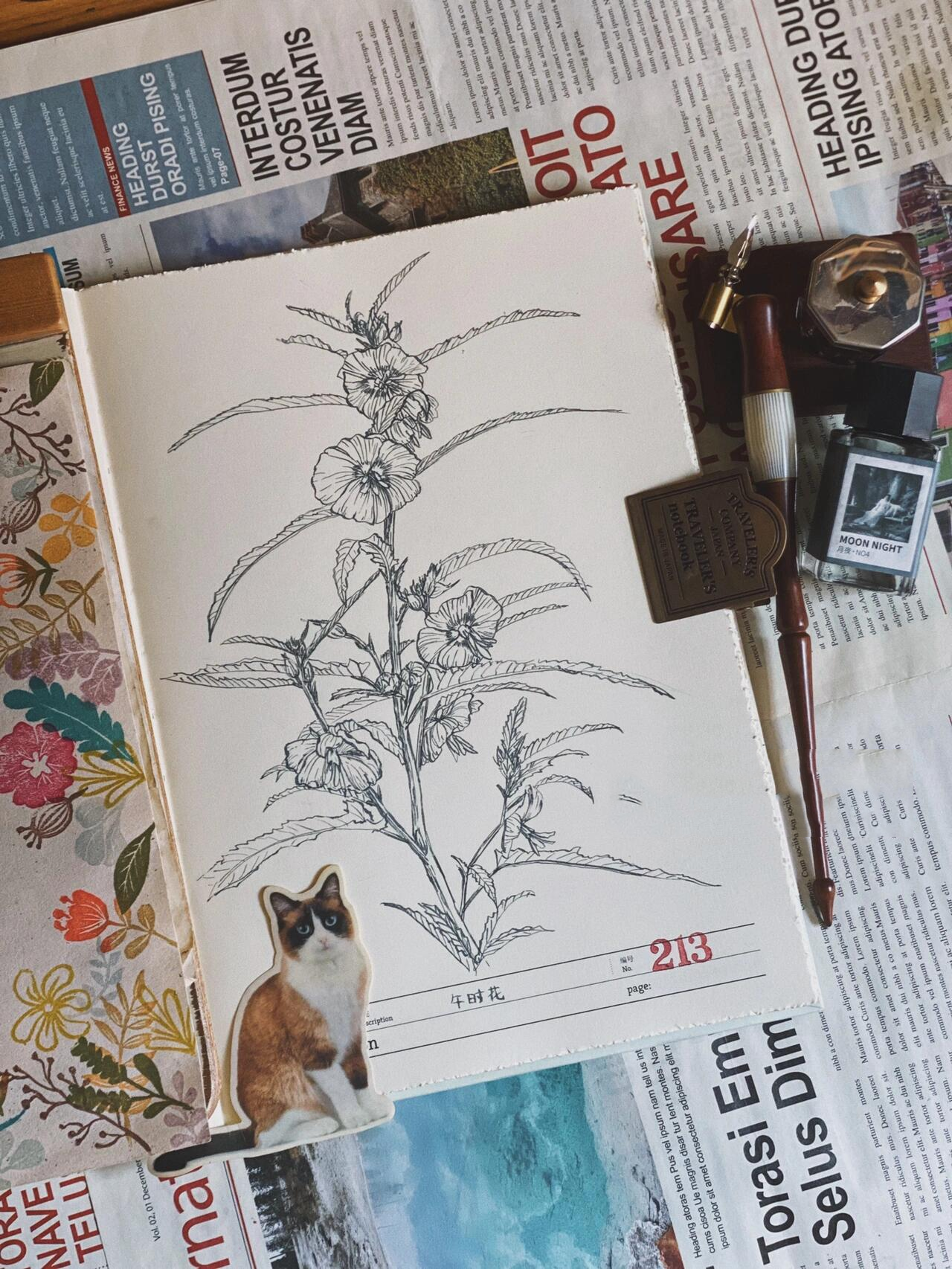 手绘 | 钢笔速写 | 午时花