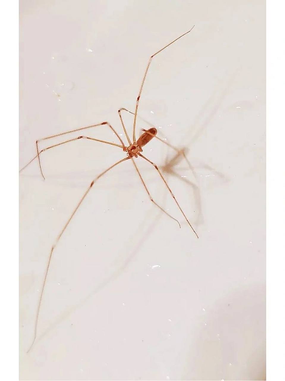 家幽灵蛛 动物学分类:动物界/节肢动物门/蛛形纲/蜘蛛目(新蛛亚目)