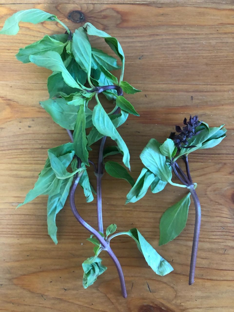 九层塔和罗勒叶对比实物来啦!