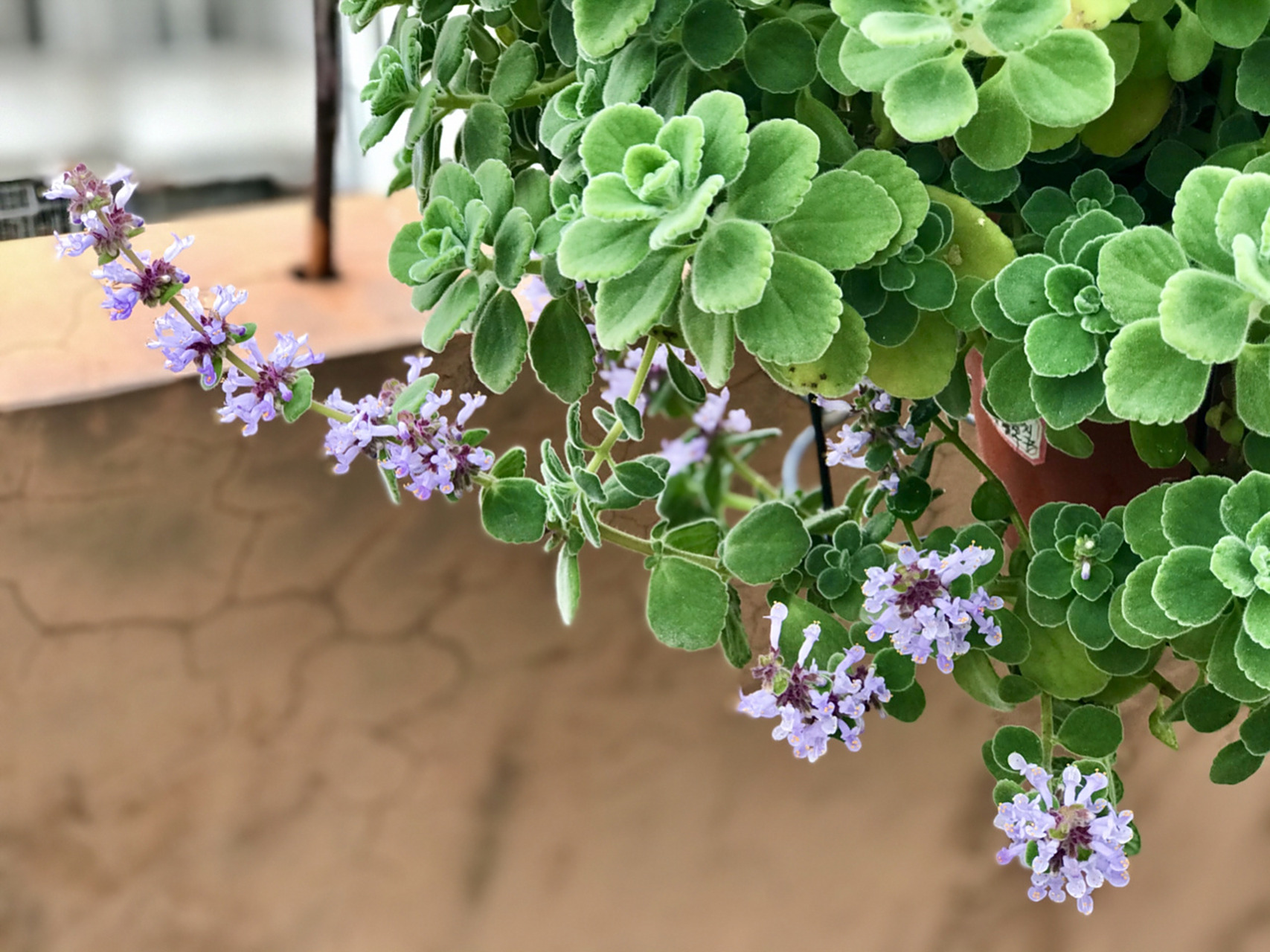 碰碰香薄荷开花了,第一次见 我种了很多碰碰香,甚至很多都达到老桩的