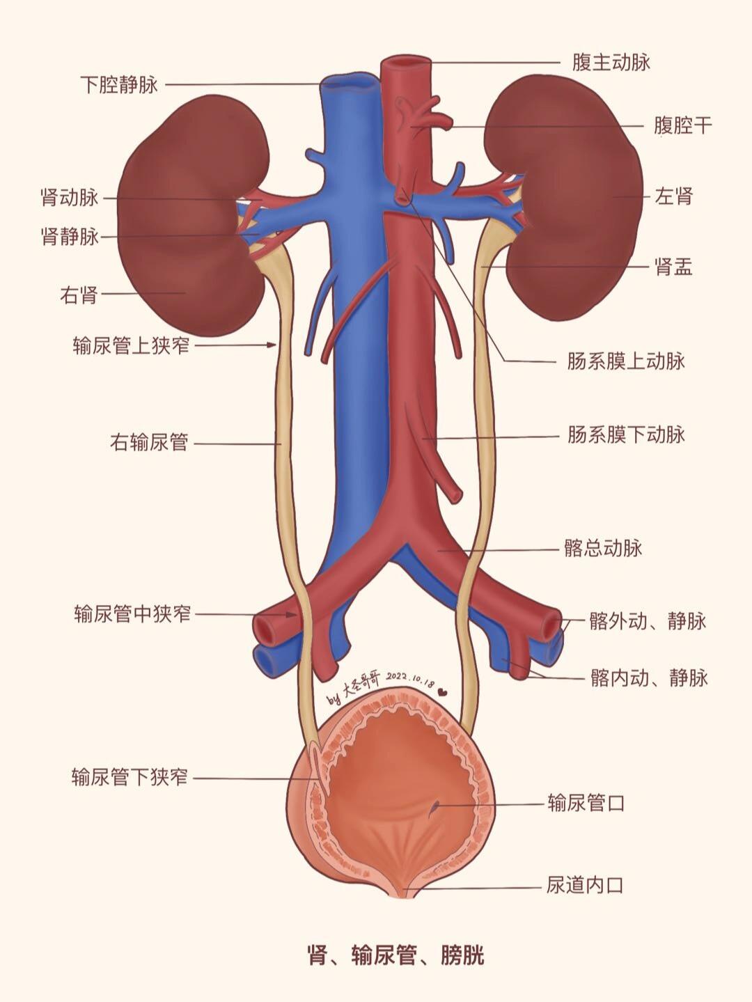 补充输尿管的位置和毗邻: 输尿管位于腹膜后方,沿腰大肌的前面下降