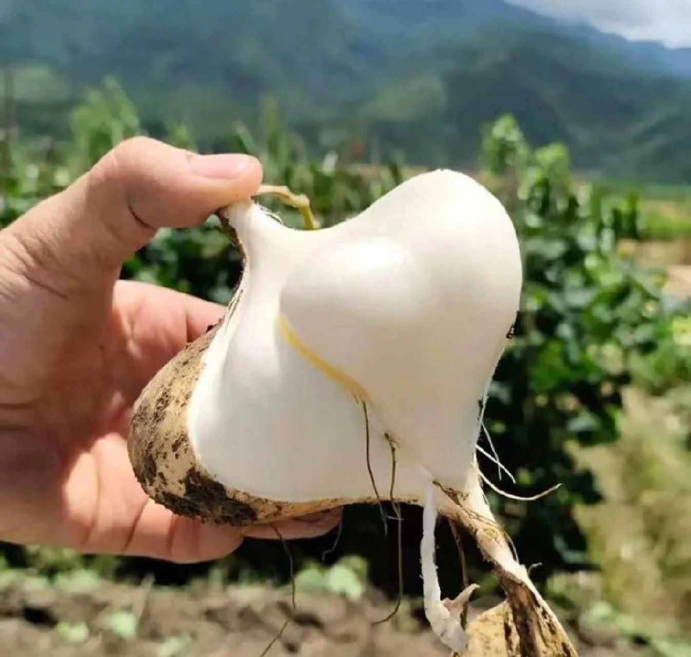 广西凉薯 现挖新鲜凉薯